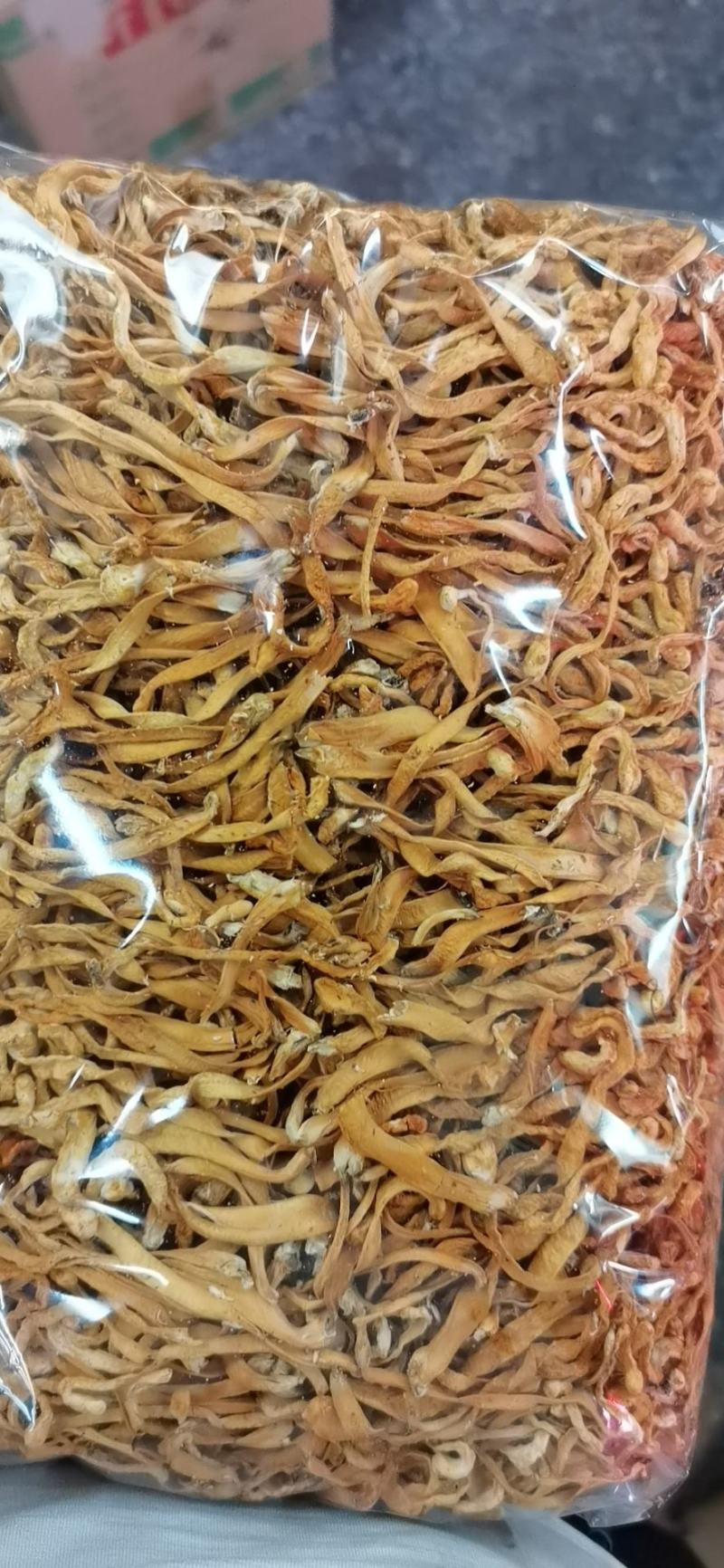 虫草花