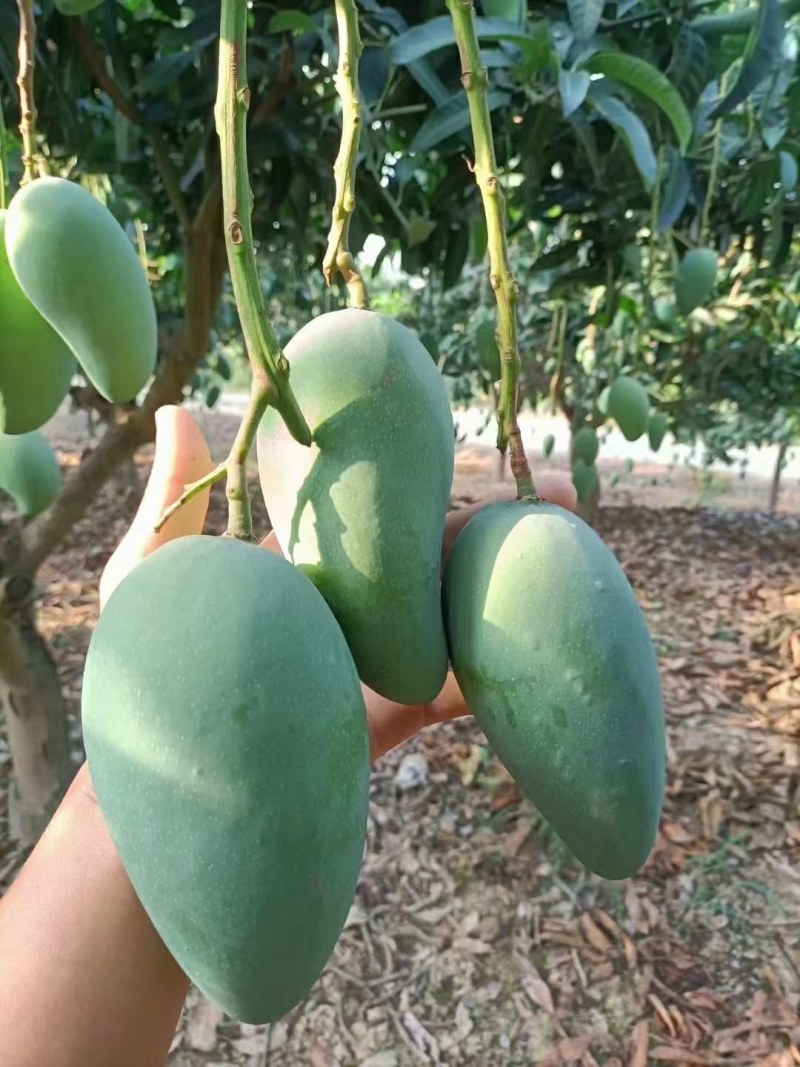 广西百色芒果，电商一件代发，直播，社区团购落地配等。