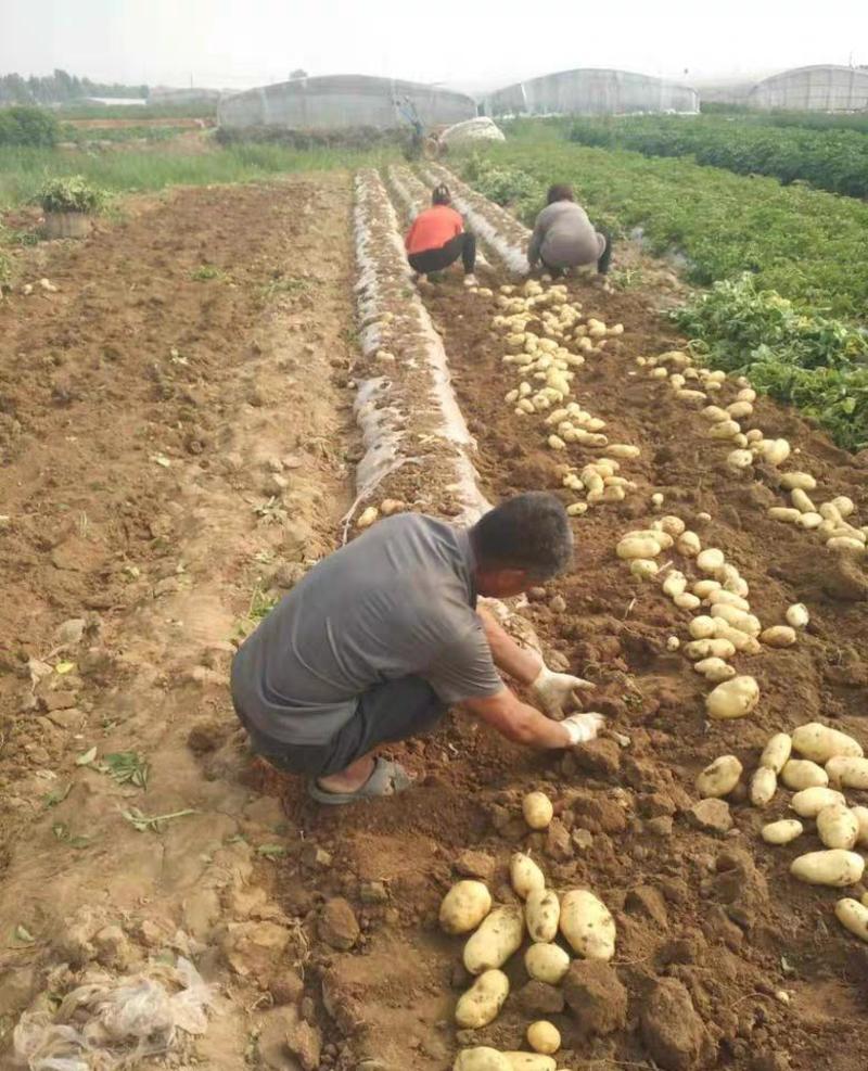 【优质】荷兰十五土豆，产地直发支持一件代发，面向全国发货