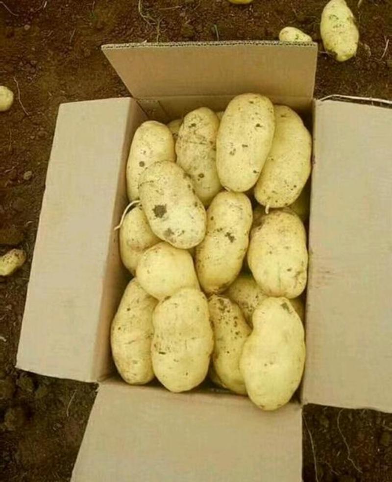 【优质】荷兰十五土豆，产地直发支持一件代发，面向全国发货