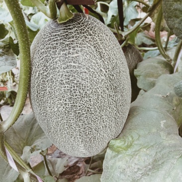 （基地直供）西州蜜质量优价格美动人只要需要就能满足，量大