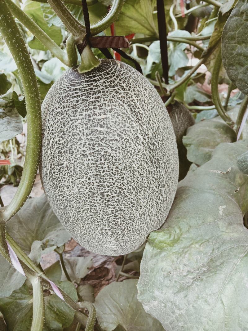 （基地直供）西州蜜质量优价格美动人只要需要就能满足，量大