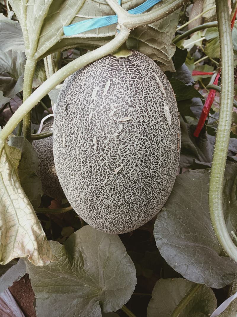 （基地直供）西州蜜质量优价格美动人只要需要就能满足，量大