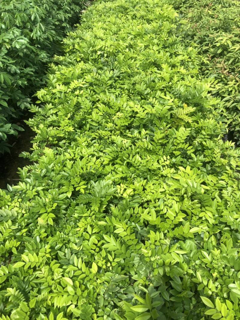 海南黄花梨树苗降香黄檀小袋苗广州基地直供绿化名贵苗木