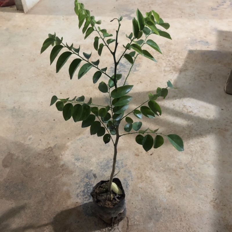 海南黄花梨树苗降香黄檀小袋苗广州基地直供绿化名贵苗木
