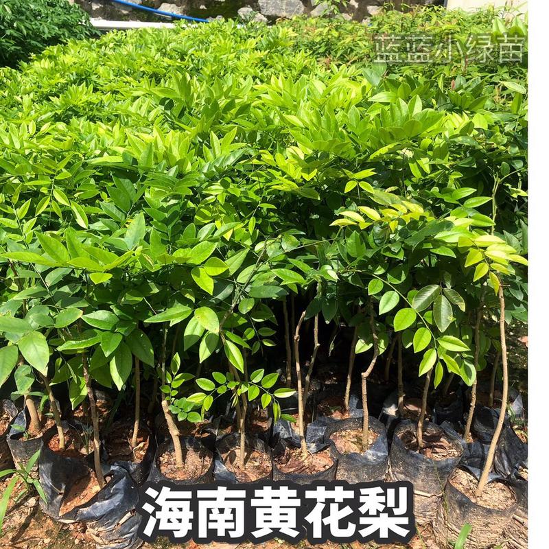 海南黄花梨树苗降香黄檀小袋苗广州基地直供绿化名贵苗木