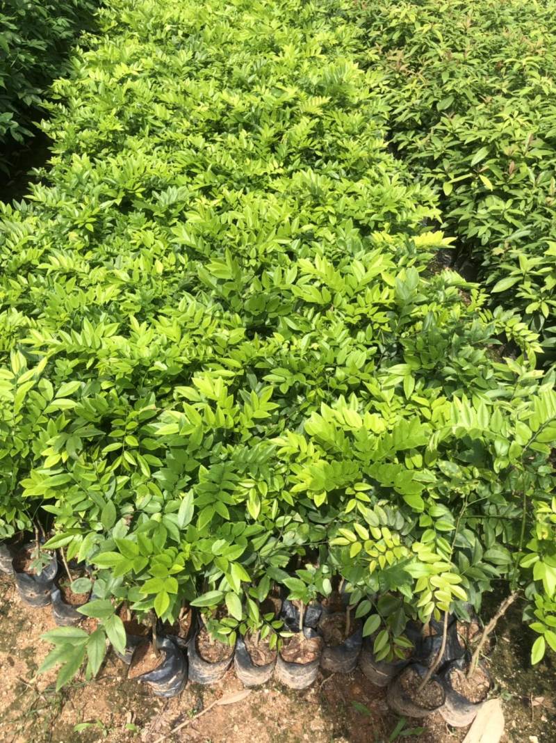 海南黄花梨树苗降香黄檀小袋苗广州基地直供绿化名贵苗木
