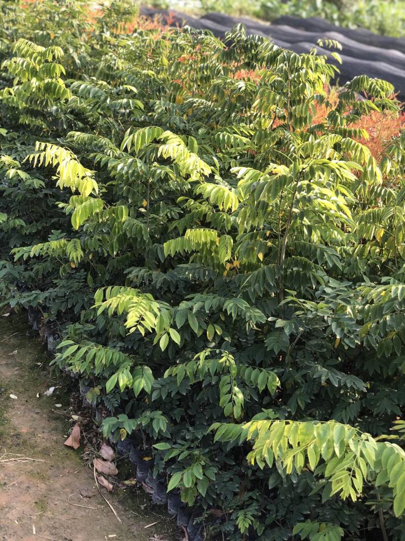 海南黄花梨树苗降香黄檀小袋苗广州基地直供绿化名贵苗木