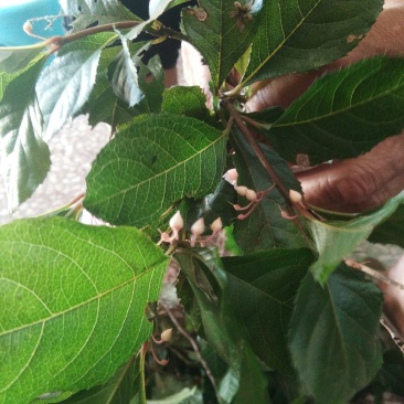 野生矮地茶