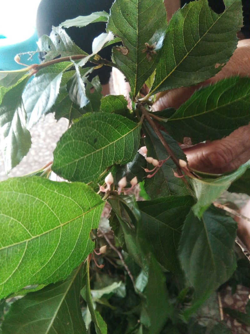 野生矮地茶