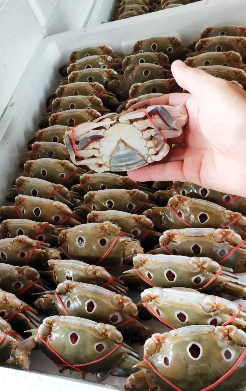 80-100克，冻三点蟹蟹肉饱满新鲜美味冻厂直批