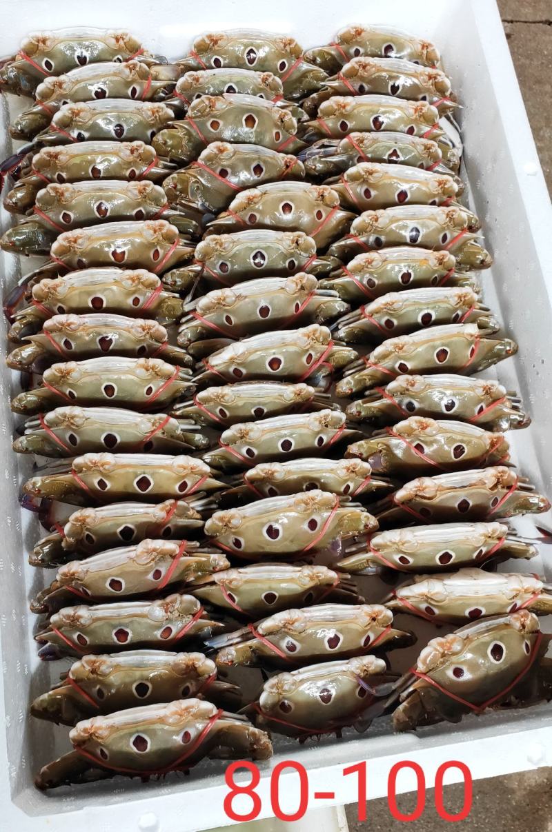 80-100克，冻三点蟹蟹肉饱满新鲜美味冻厂直批