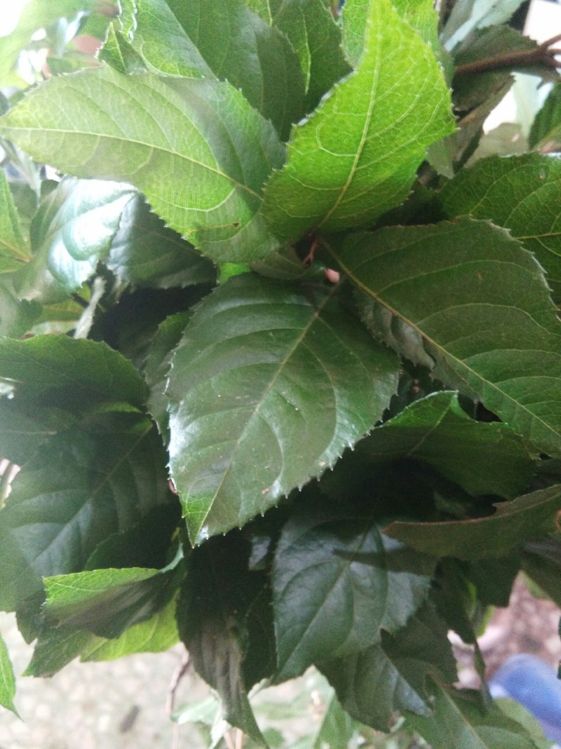 矮地茶