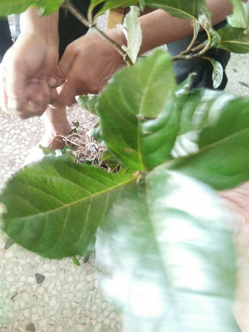 矮地茶