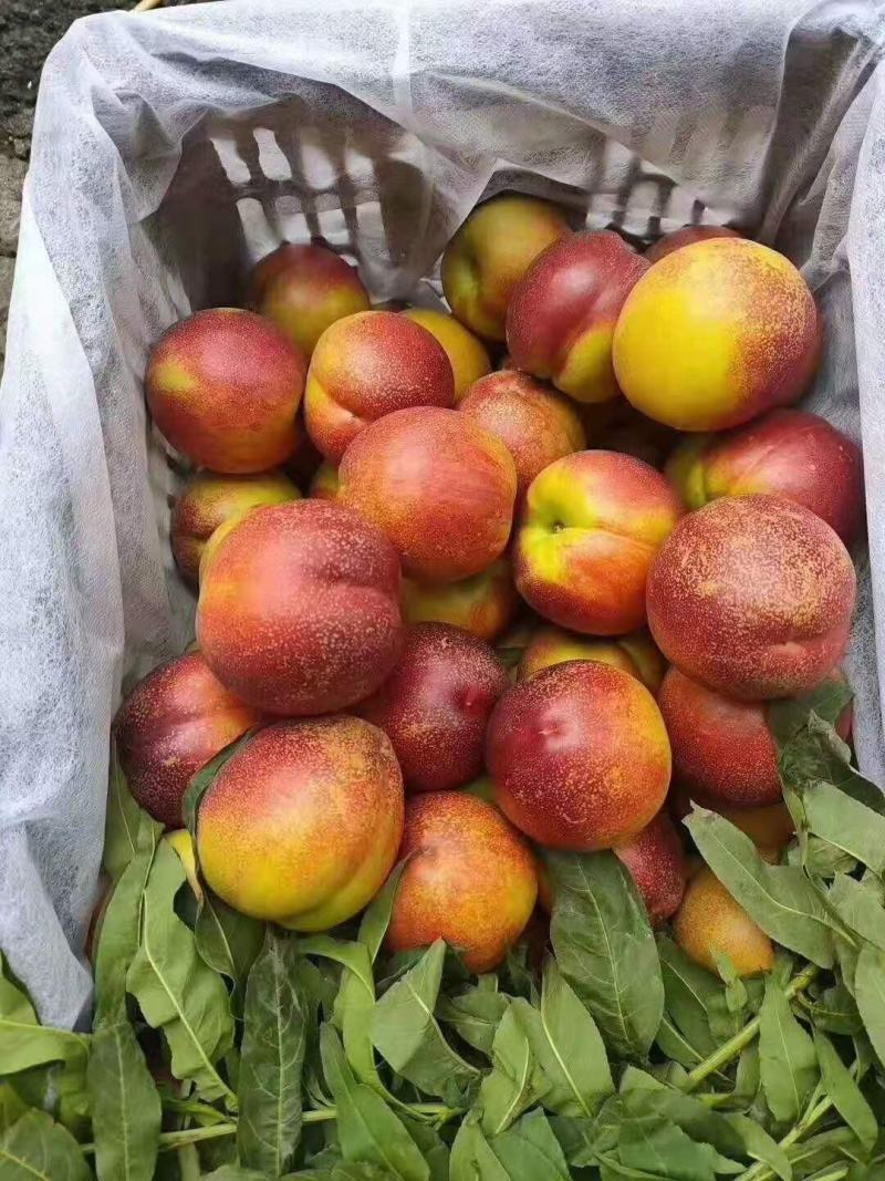 山东油桃露天油桃大量上市黄皮黄心油桃种植基地一手货源