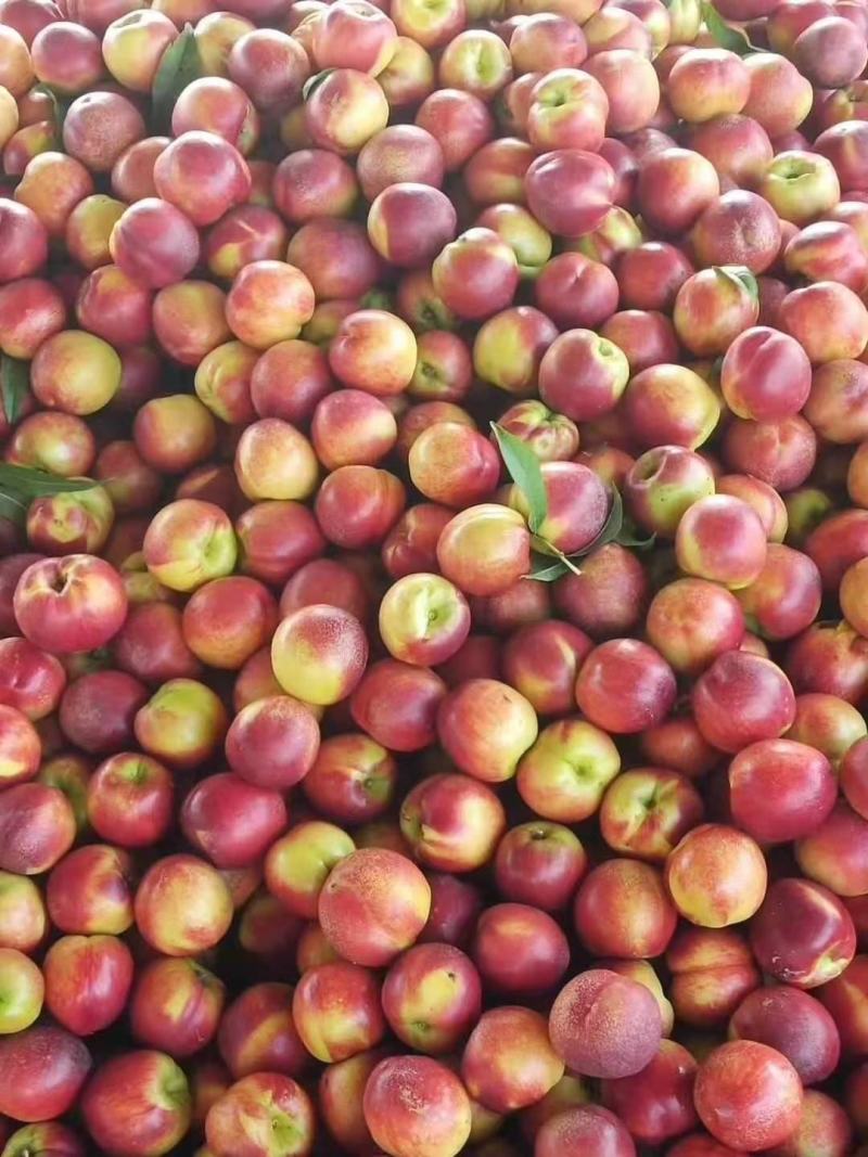 山东油桃露天油桃大量上市黄皮黄心油桃种植基地一手货源