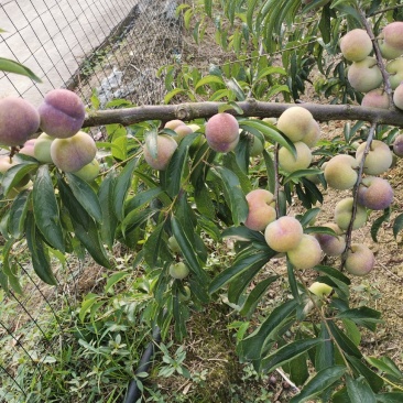 半边红，脱核，甜，好吃，半边红，脱核，甜，好吃，，，，，