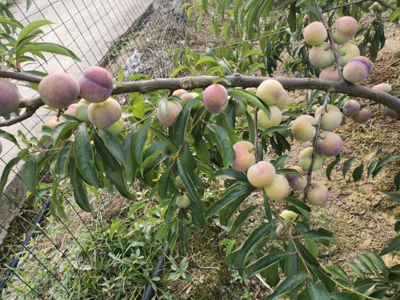半边红，脱核，甜，好吃，半边红，脱核，甜，好吃，，，，，