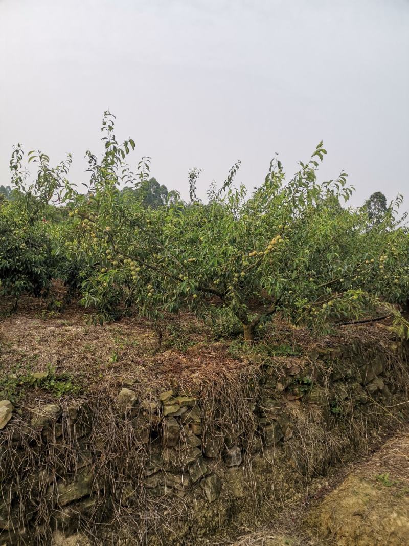 半边红，脱核，甜，好吃，半边红，脱核，甜，好吃，，，，，