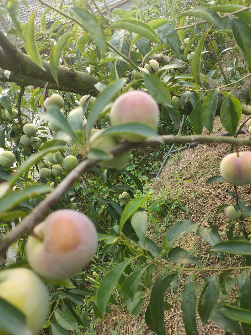 半边红李子脱核李，清脆，酸甜，果子好，路宽好发车，，，