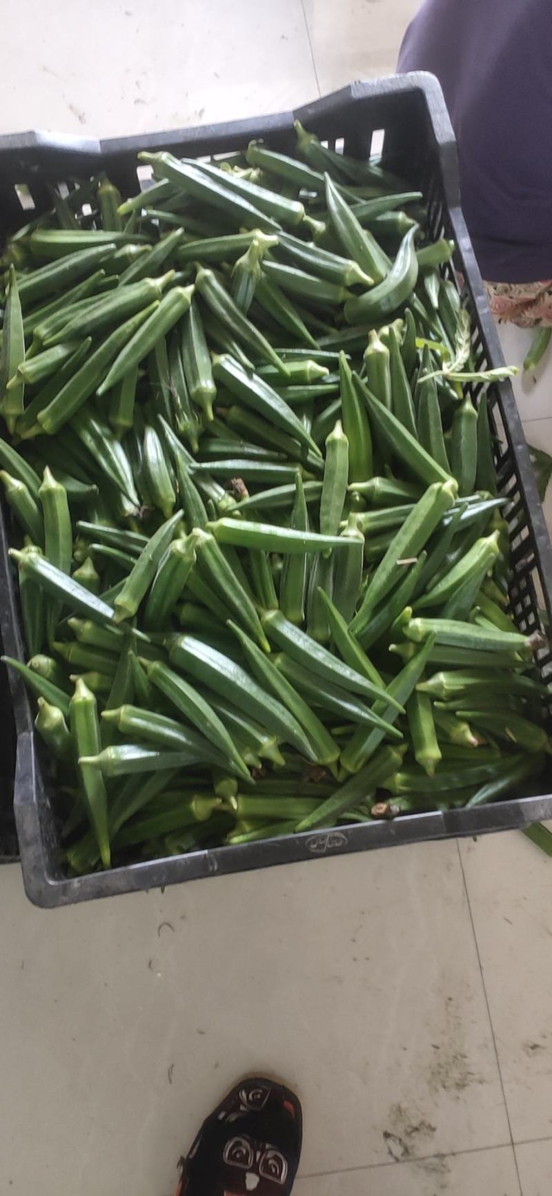 精品秋葵
