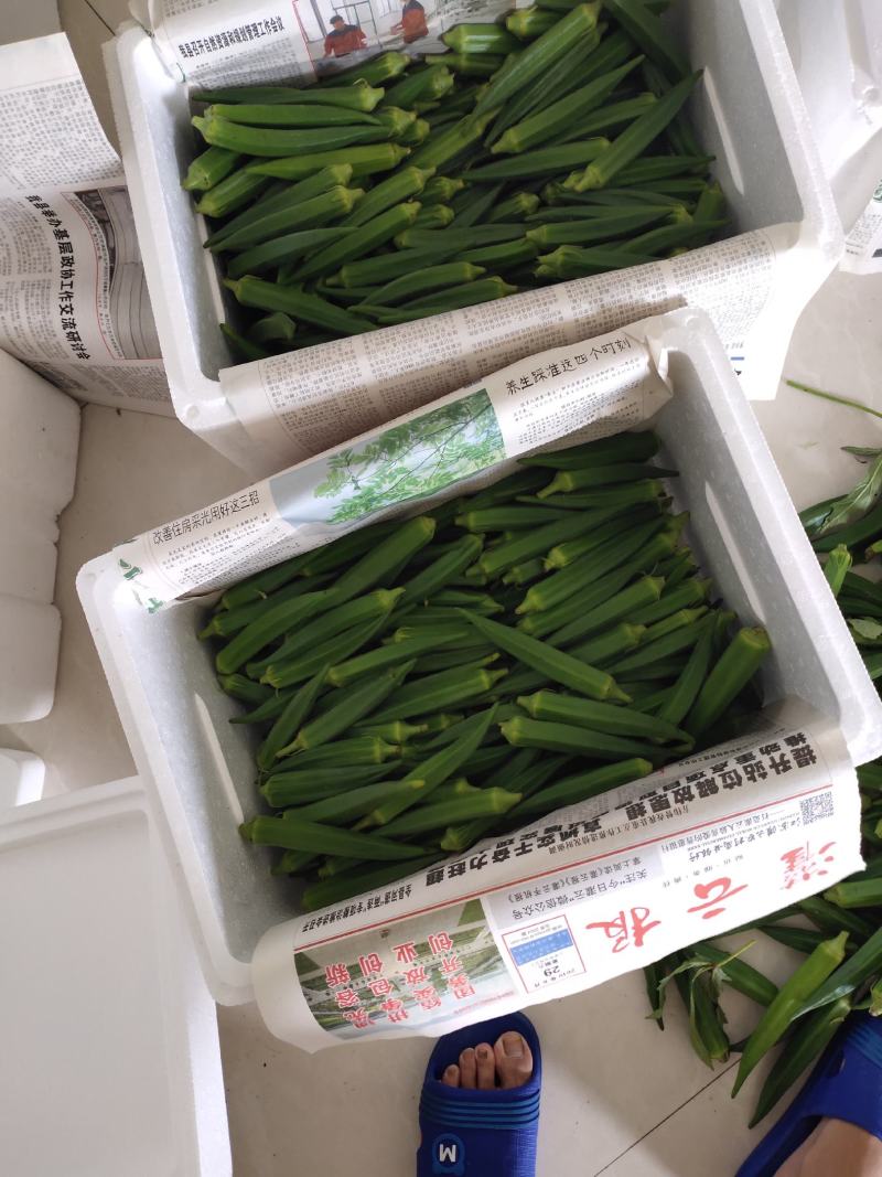 精品秋葵
