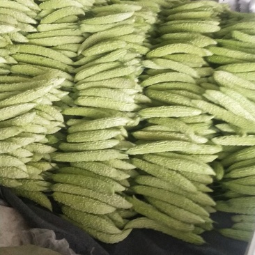 精品苦瓜，价格便宜，欢迎订购，