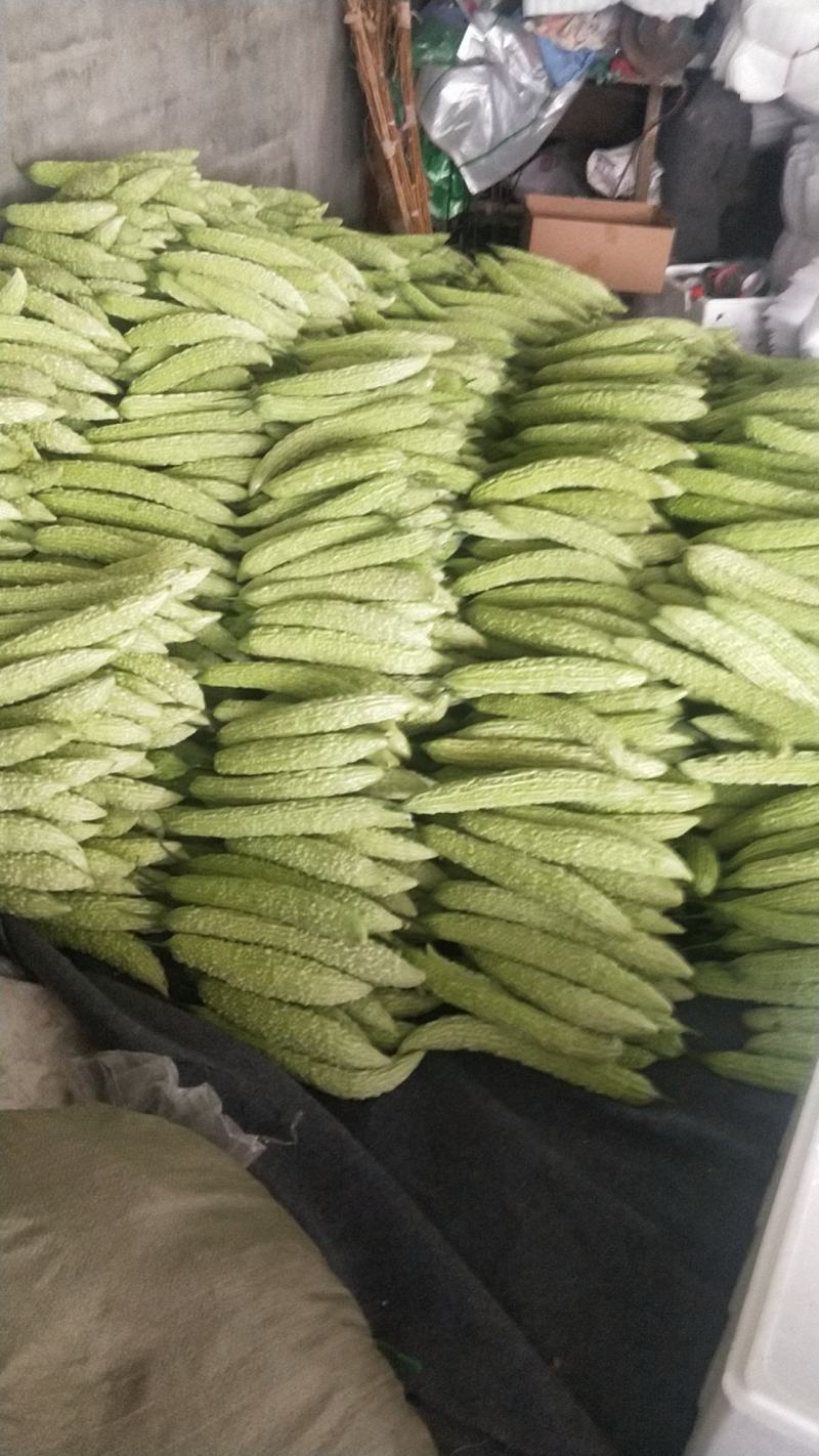 精品苦瓜，价格便宜，欢迎订购，