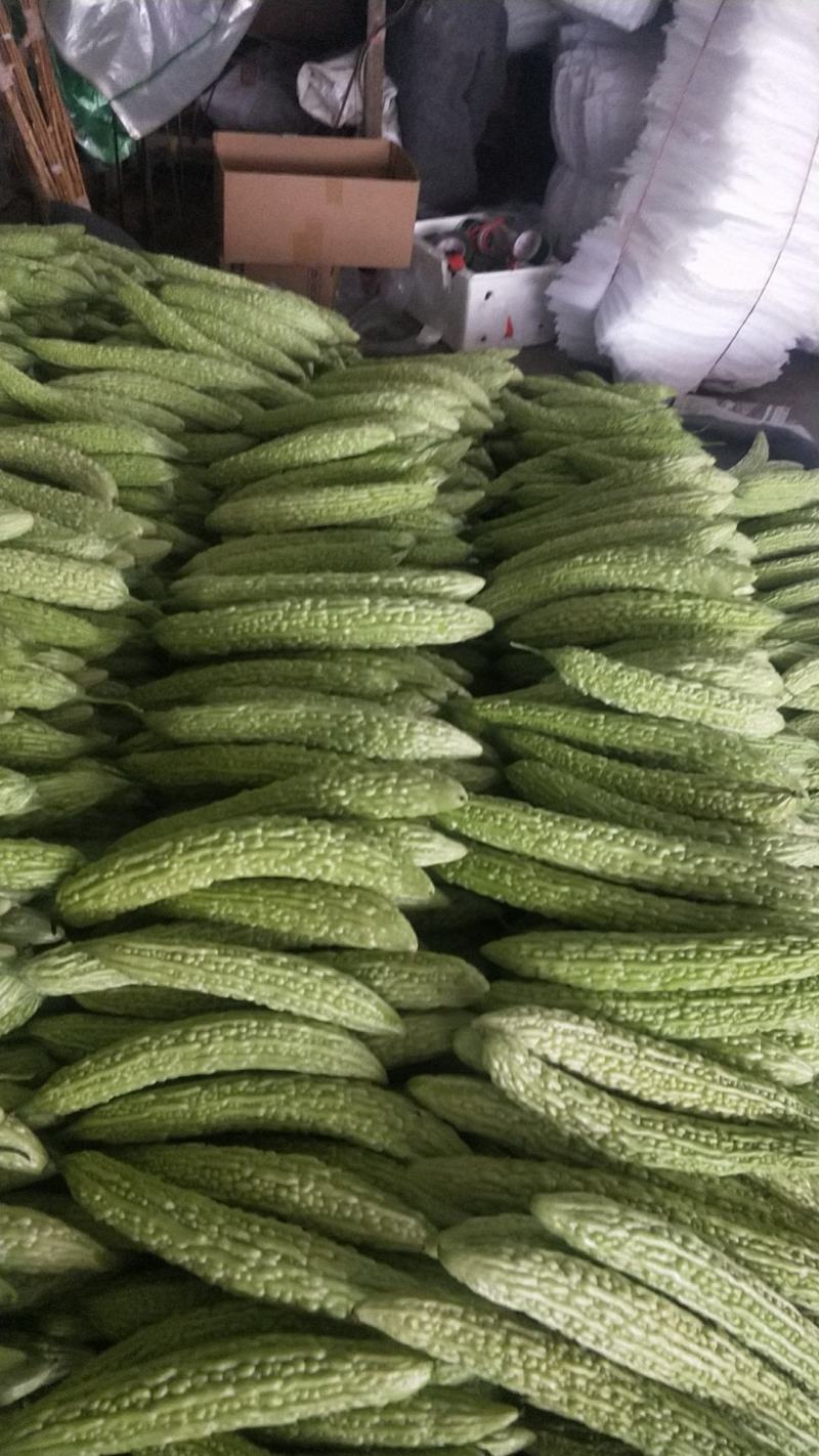 精品苦瓜，价格便宜，欢迎订购，