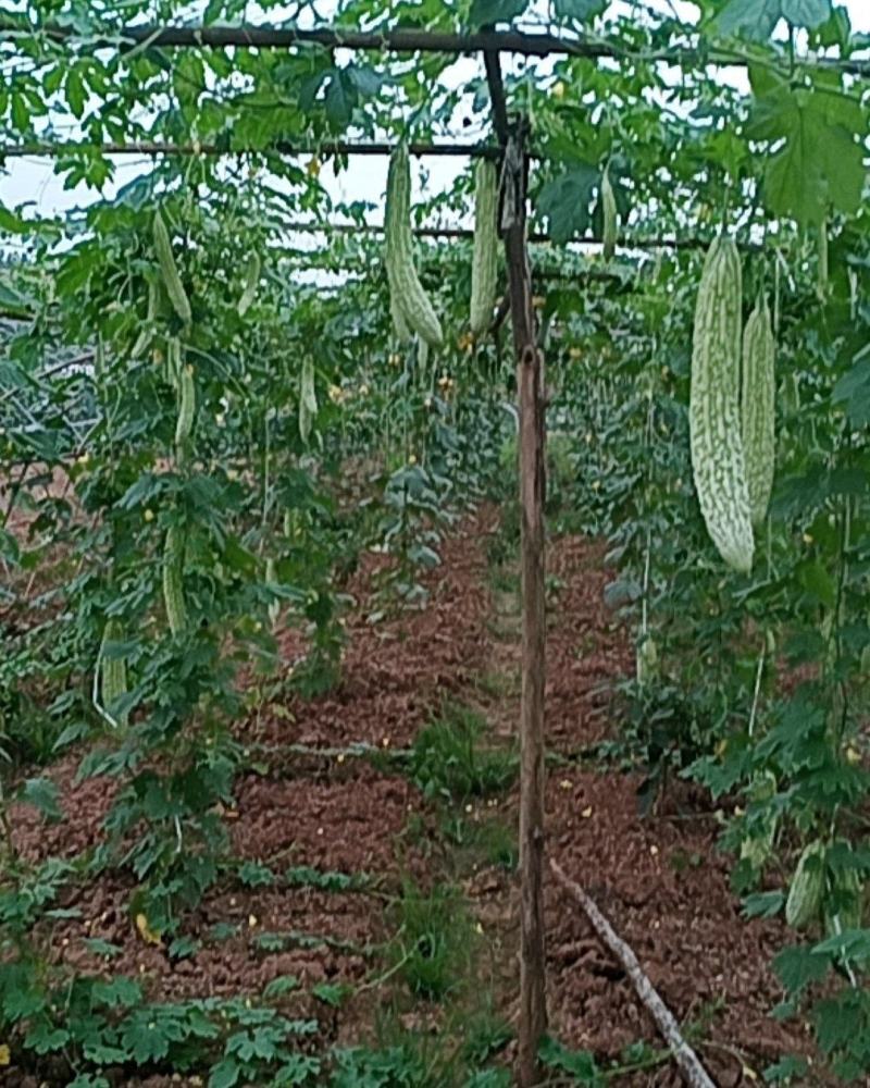 长白山苦瓜苗(基地直供)穴盘苗存活力高抗病力强