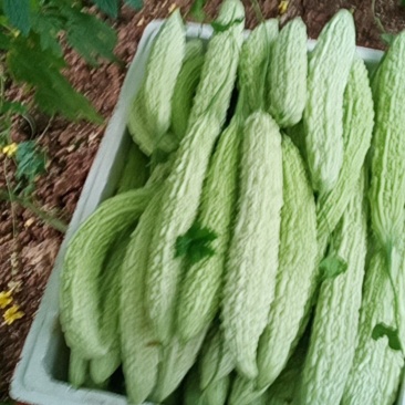 长白山苦瓜苗(基地直供)穴盘苗存活力高抗病力强