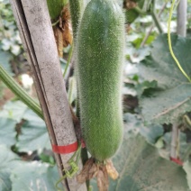 黑皮冬瓜