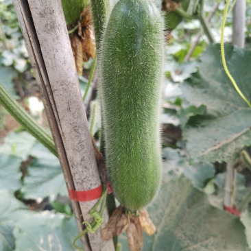 黑皮冬瓜
