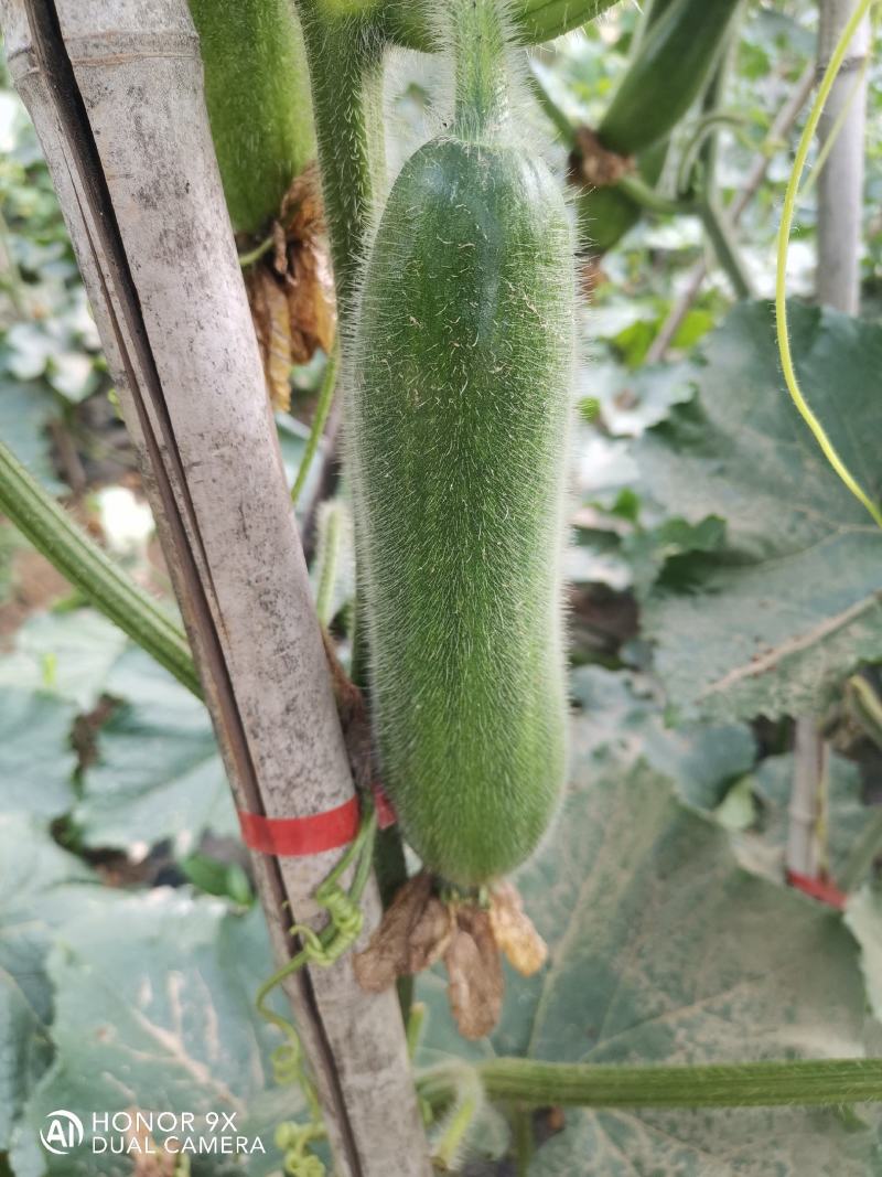 黑皮冬瓜