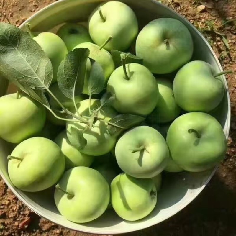 辽伏苹果产地批发早熟苹果大量上市货源充足全国发货