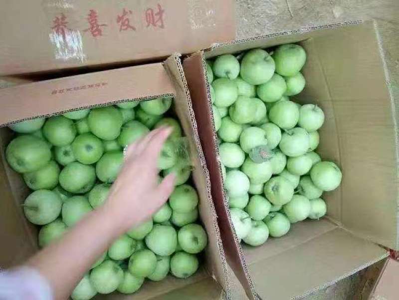 辽伏苹果产地批发早熟苹果大量上市货源充足全国发货