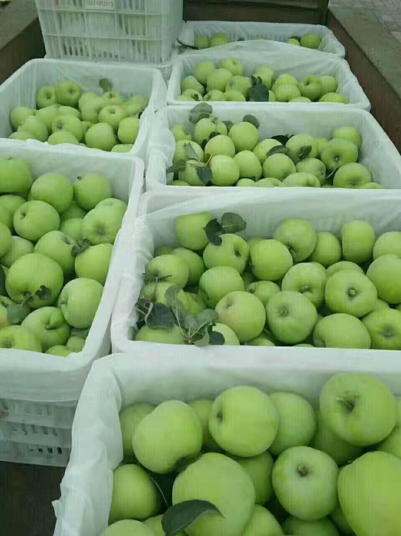 辽伏苹果产地批发早熟苹果大量上市货源充足全国发货
