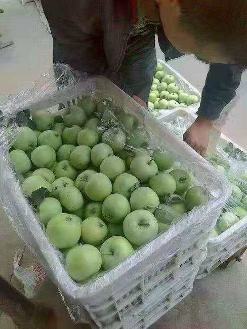 辽伏苹果批发辽伏苹果大量上市早熟辽伏苹果货源充足