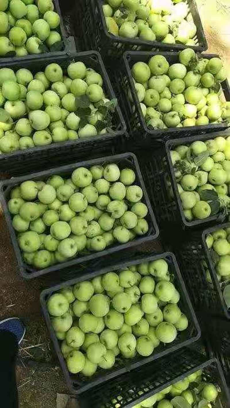 辽伏苹果批发辽伏苹果大量上市早熟辽伏苹果货源充足