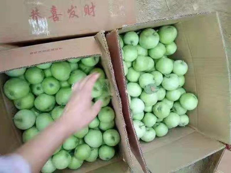 山东辽伏苹果辽伏苹果产地批发质量好口感脆甜全国发货