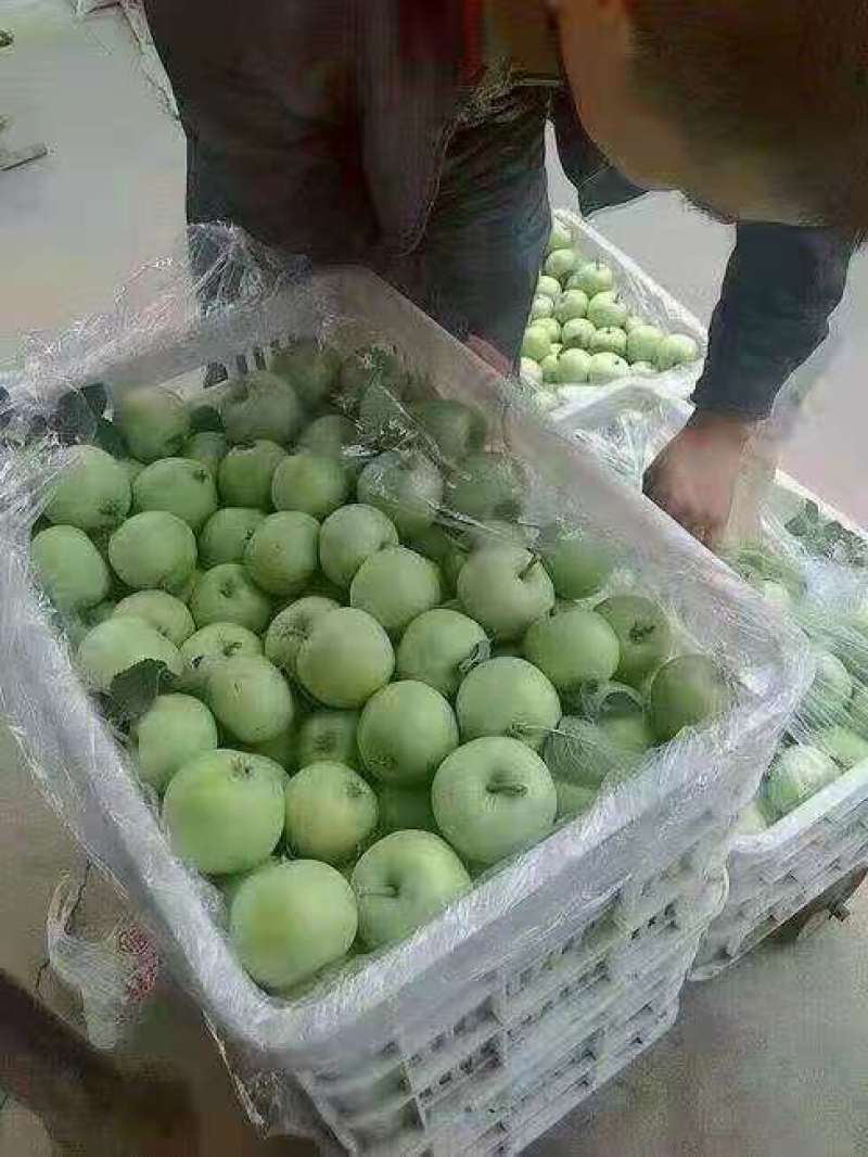 山东辽伏苹果辽伏苹果产地批发质量好口感脆甜全国发货