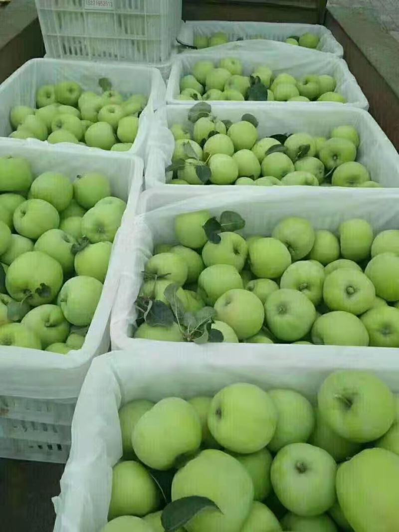 山东辽伏苹果辽伏苹果产地批发质量好口感脆甜全国发货