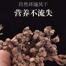 蒲公英根生干货散装量大从优常年经营各种中药材