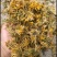 大量供应金银花统货，色香味俱全价格便宜，