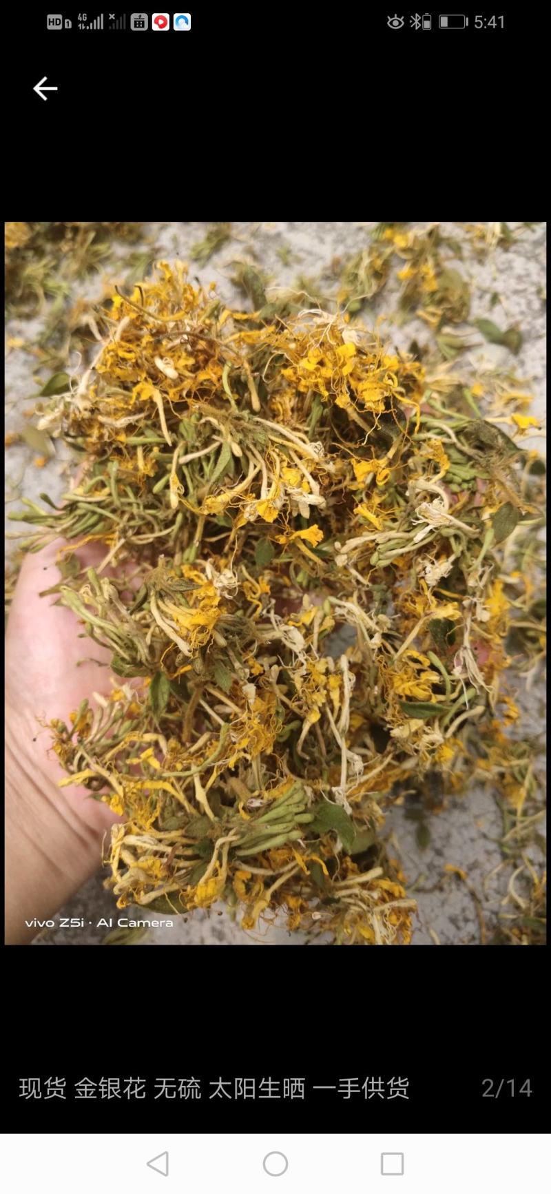 大量供应金银花统货，色香味俱全价格便宜，
