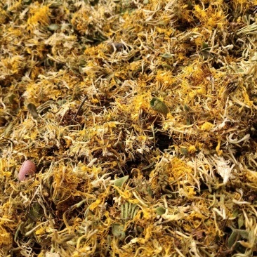 大量供应金银花统货，色香味俱全价格便宜，