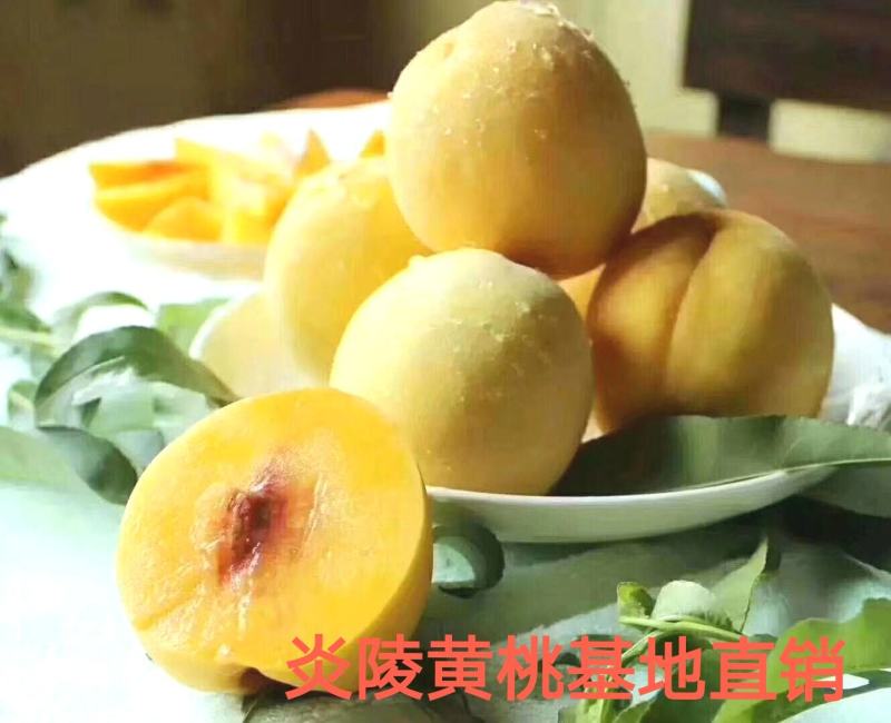 湖南炎陵黄桃基地直销，欢迎团购电商批发合作