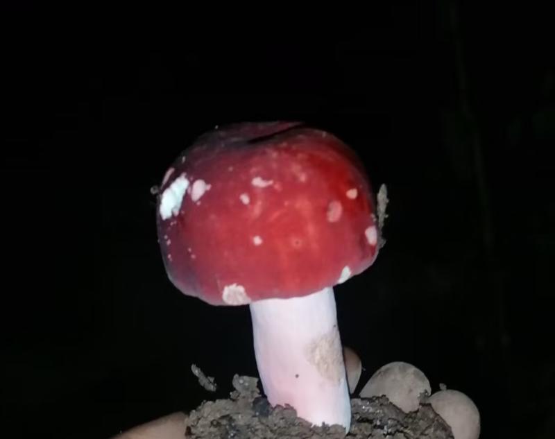 红菌红菇