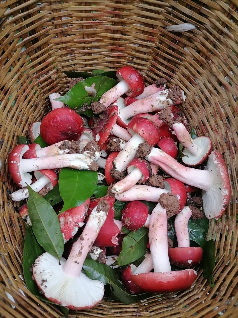 红菌红菇