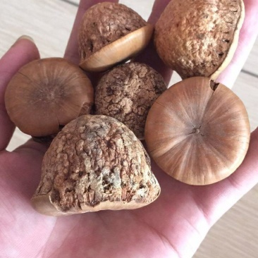 精品野生风流果包邮量大优惠